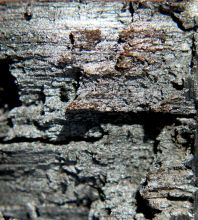 wrought iron in art, textures and grain